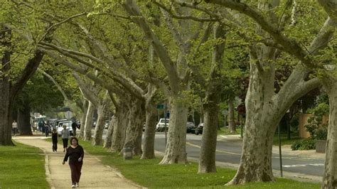 sacramento the city of trees|sacramento shade tree program.